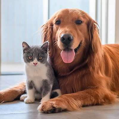 Animali domestici offerte al miglior prezzo