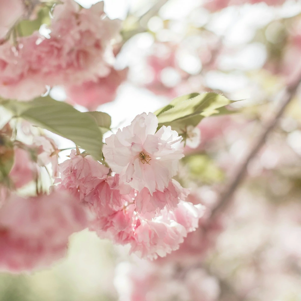 ProActive Soap mild neutral hand soap 5 liters